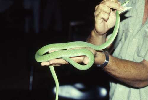 Dendroaspis angusticeps