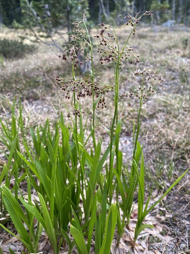 Luzula hitchcockii Hämet-Ahti