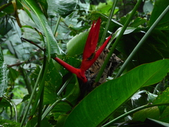 Heliconia
