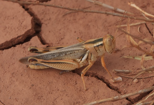 Packard grasshopper
