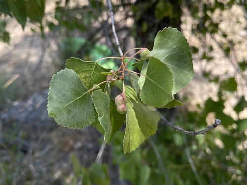 iNaturalist observation photo of Cherubic Poplar Petiole-gall Aphid