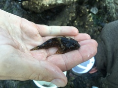 Artedius harringtoni