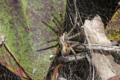 Dendrolycosa icadia