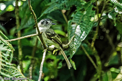 Pogonotriccus ophthalmicus