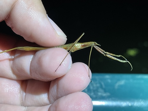 iNaturalist observation photo of ミズカマキリ属