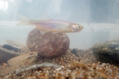 Danio roseus