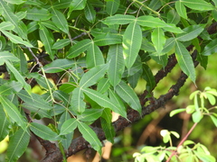 Bursera kerberi