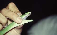 Dendroaspis angusticeps