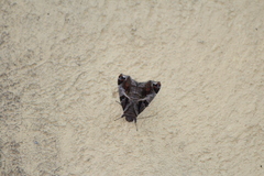 Calyptis