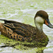 Galápagos Pintail - Photo (c) David Cook Wildlife Photography, some rights reserved (CC BY-NC)