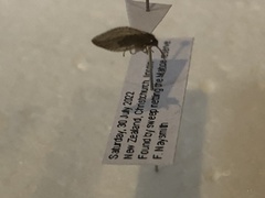Drepanacra binocula