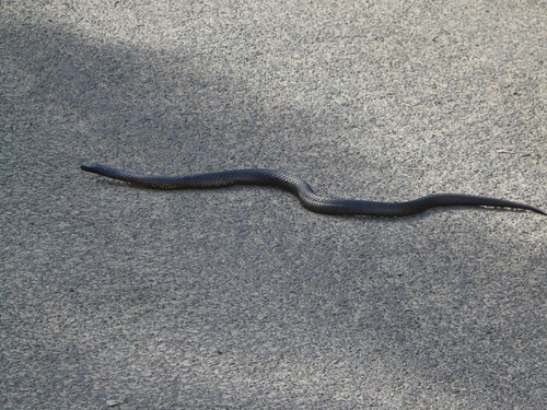 Notechis scutatus