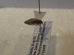 Drepanacra binocula