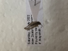 Drepanacra binocula