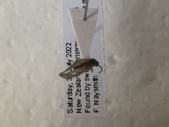 Drepanacra binocula