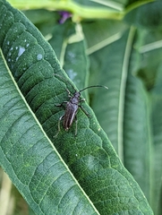 Lepturopsis dolorosa