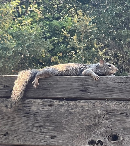 iNaturalist observation photo of Douglas's Ground Squirrel