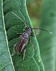 Lepturopsis dolorosa