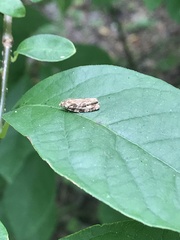 Phaecasiophora confixana