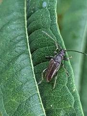 Lepturopsis dolorosa