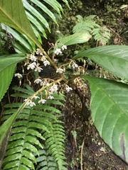 Rhynchotechum formosanum