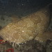 Spotted Wobbegong - Photo (c) ihunter, some rights reserved (CC BY-NC)