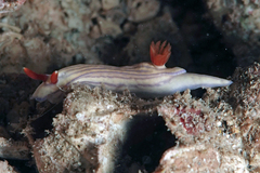 Hypselodoris whitei