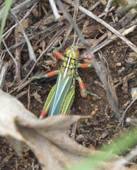 Hesperotettix viridis viridis