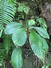 Rhynchotechum formosanum