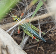 Hesperotettix viridis viridis