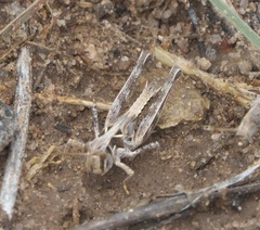 Phlibostroma quadrimaculatum