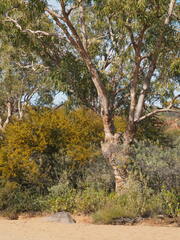 Corymbia terminalis
