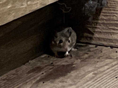 iNaturalist observation photo of North American Deer Mice