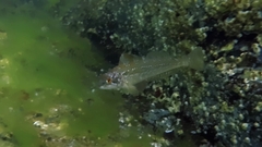 Hexagrammos decagrammus