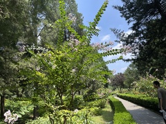 Lagerstroemia indica