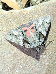 Catocala verrilliana