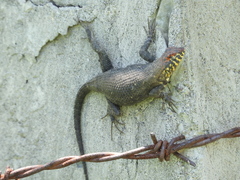 Sceloporus pyrocephalus