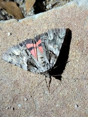 Catocala verrilliana