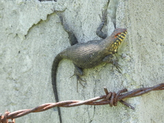 Sceloporus pyrocephalus