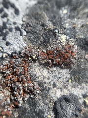 Erichansenia epithallina