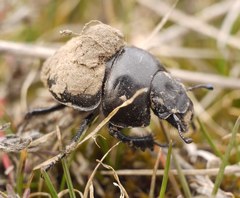 Lethrus apterus