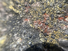Erichansenia epithallina