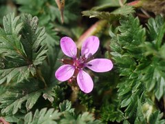 Erodium cicutarium