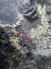Erichansenia epithallina
