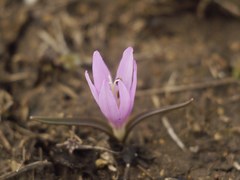 Colchicum bulbocodium