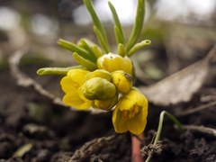 Gymnospermium odessanum