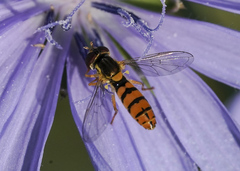 Sphaerophoria pyrrhina