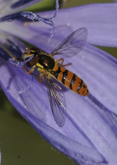 Sphaerophoria pyrrhina