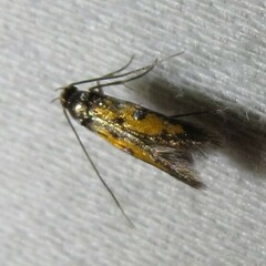 Chrysoclista linneella
