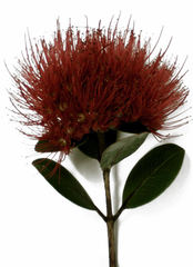 Metrosideros collina